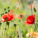 fine-art-poppies